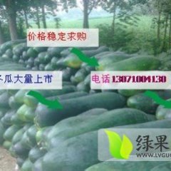 河南中牟子弹头黑皮冬瓜陆续上市价格稳定