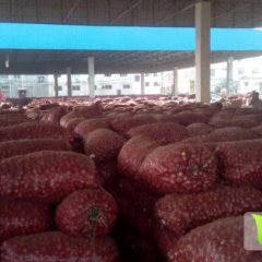 2014西华洋葱现在订货有惊喜