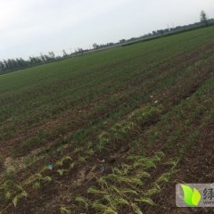 河南宛城平韭6号韭菜质量上乘