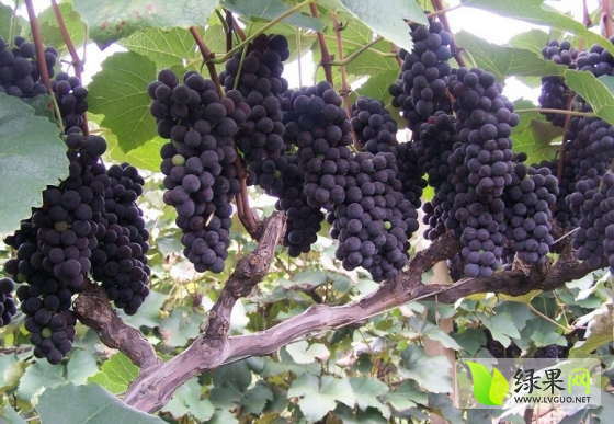 2014年河北永年酿酒葡萄价格