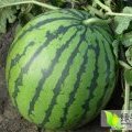 吉林公主岭嘎嘎甜的大西瓜