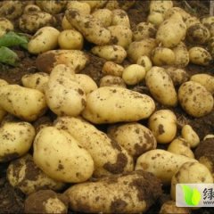 辽宁凌海荷兰十五土豆是名优特产
