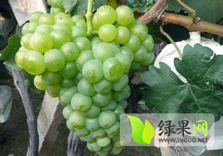 晋州市葡萄逐渐升温周头王强诚信合作