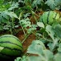 忻府曹张张国勇7月花皮无籽西瓜