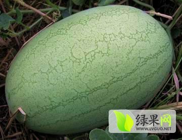 2014年山东菏泽庆红宝，龙卷风价格