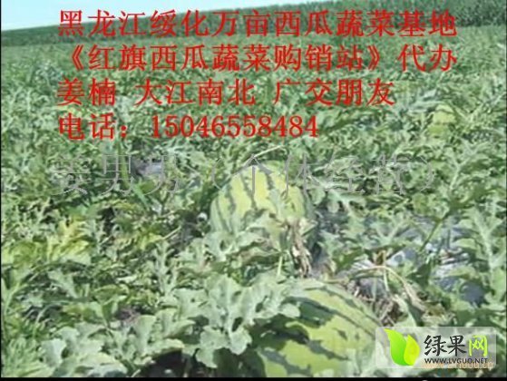 地雷瓜价格