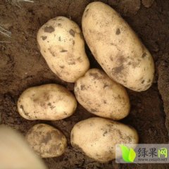 吉林公主岭荷兰七号土豆已大量上市了