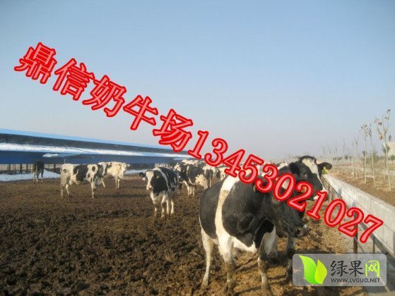 2014年山西忻府荷斯坦奶牛价格