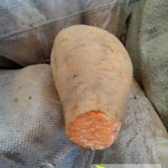 2014惠来红薯值得出手