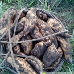 惠来东陇吴木琳7月广东红薯