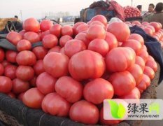 中牟西红柿名优产品,韩寺董小文诚信合作