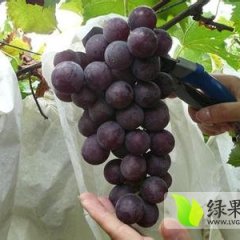 陕西大荔巨峰葡萄火爆招商中