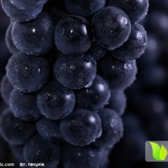 河北清苑夏黑葡萄品质优良