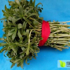 河南中牟大量供应从福建移植过来的养心菜