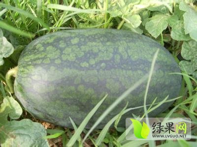 黑美人价格