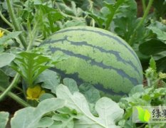安徽太和合作社种植2万亩西瓜 质量保证