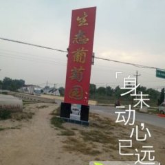 山东昌邑维多利亚葡萄等20多个品种将陆续上市