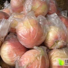 山西临猗运城地区红不软：北辛乡王杰