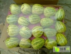 山西省忻州甜瓜西瓜种植基地，已上市，价格低