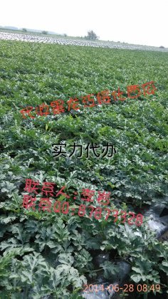 黑龙江北林京欣：红旗乡李岩