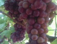 7月-9月份河南开封万亩葡萄开摘了