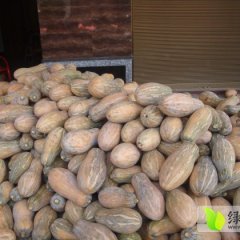 福建霞浦金韩密本南瓜行情好 供不应求