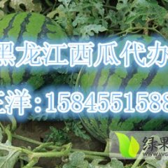 黑龙江北林地雷瓜：永安镇王洋洋