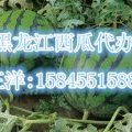 黑龙江北林地雷瓜：永安镇王洋洋