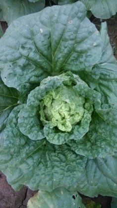 2014年山东东昌府德高45白菜价格