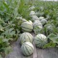 湖南宁乡种植的西瓜主要品种是8424西瓜