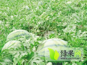 2014年河南通许花无籽价格