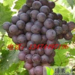 陕西洋县夏黑葡萄大量上市