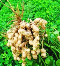 2014年河南开封花生价格