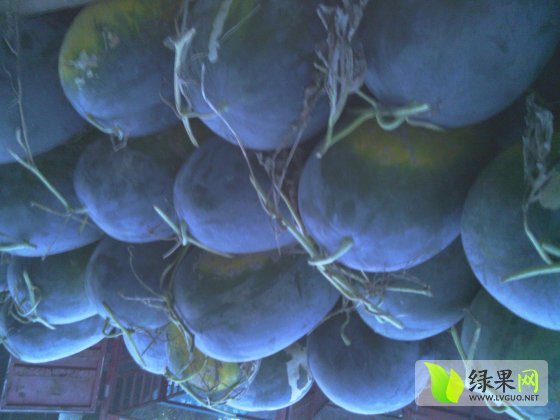 2014年山东东明新红宝价格