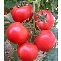 2014喀喇沁旗西红柿价格波动不大