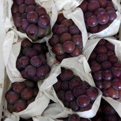 公安埠河徐振雷7月藤稔葡萄