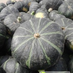 内蒙古乌拉特前旗绿南瓜 黑柳子邓兰英