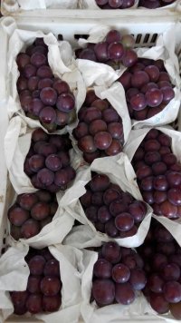 湖北省荆州市葡萄供应 天心眼葡萄