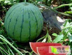 河南扶沟黑无籽、花无籽/有籽