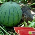 河南扶沟黑无籽、花无籽/有籽