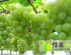 2014大荔葡萄再不来就没机会了！