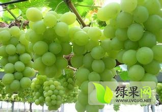 2014大荔葡萄再不来就没机会了！