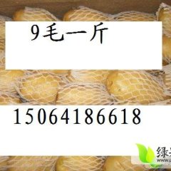 肥城土豆0.9元热销:13562851186