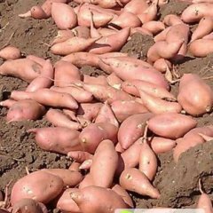 河北饶阳龙署九号红薯欢迎合作