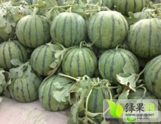 河南通许花无籽0.1-----0.35左右