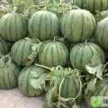 河南通许花无籽0.1-----0.35左右