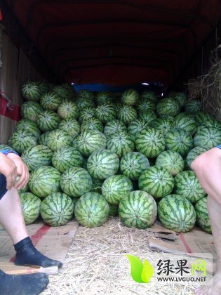 花皮无籽价格