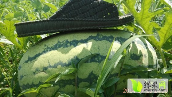 2014年江苏泗洪8424西瓜价格