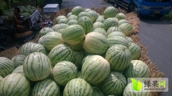 2014年河南扶沟花皮无籽价格