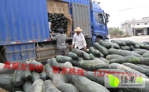 2014年河南沁阳子弹头黑皮冬瓜价格